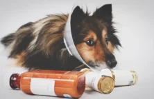 Sante animale (© DR)