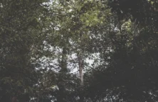 Quel prix prévoir pour un investissement forestier ?